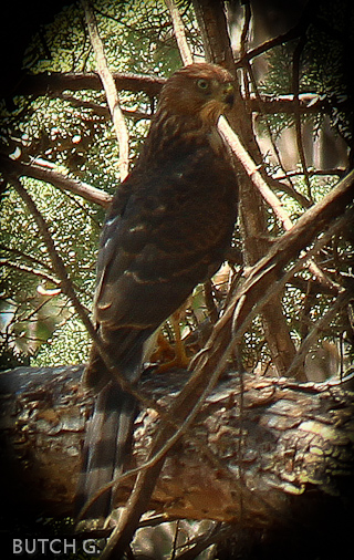 Redtail Hawk