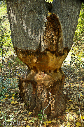 Size Matters...to a Beaver