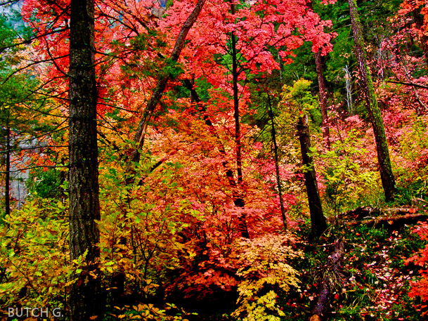 West Fork colors